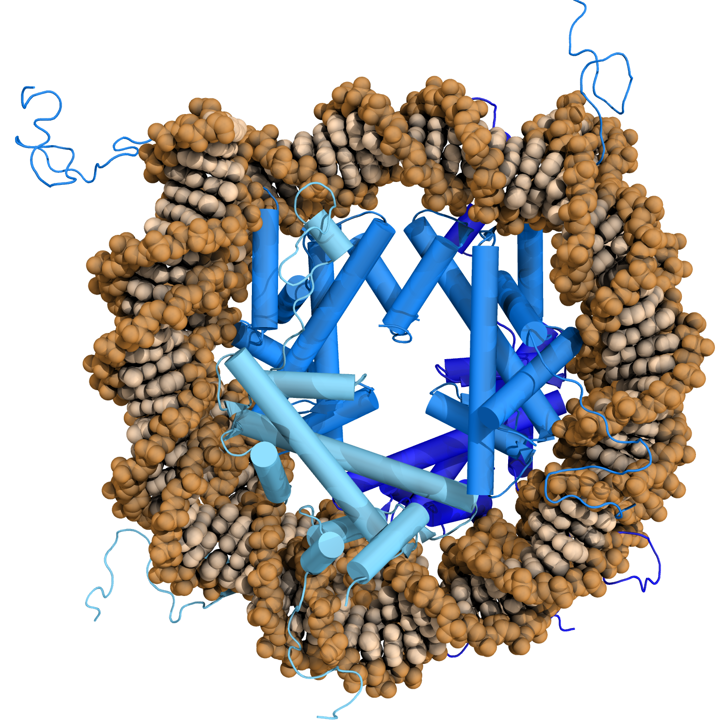 Nucleosome