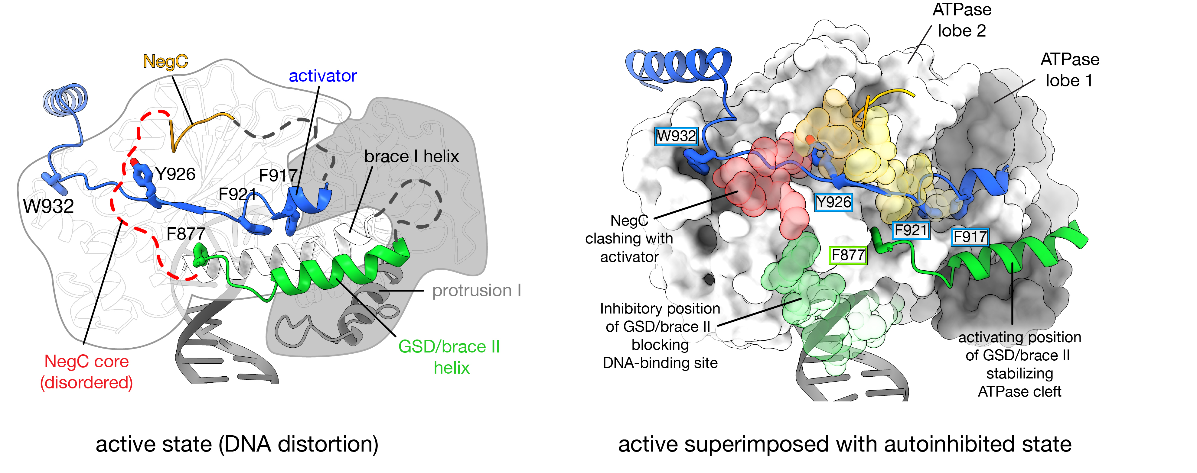 Chd1 autoregulation