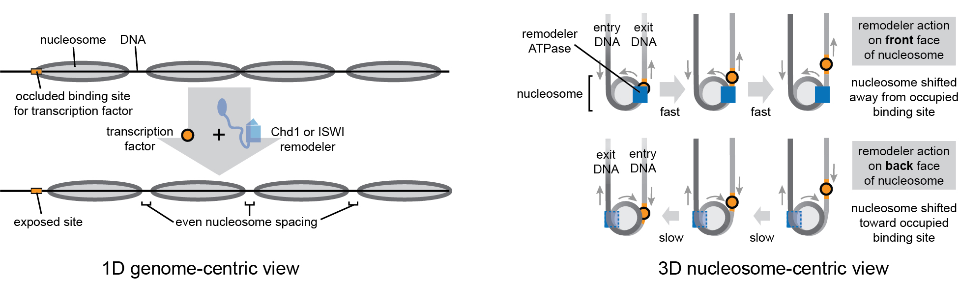 cartoon of nucleosome arrays