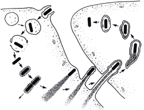 LifeCycle of Listeria