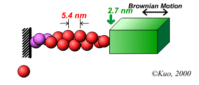 Click for Flash Anim: F-actin & Classic Brownian Ratchet